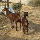 غنم دهم للبيع