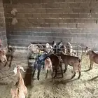 للبيع ماعز