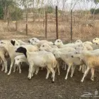 رخال رفيديات مقاني