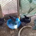 دجاج الحبه الوحده ب 15