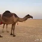 مجاهيم ضرايب للبيع