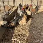 دجاج قزمي هجين مسحب