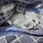 قط سكوتش لونج هير