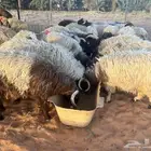 أضاحي نعيم فاخرة (شعير - برسيم)