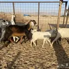 معزاء متاويم بيشيه