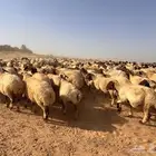 غنم نعيم صنف دفيع