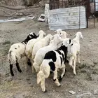 طليان