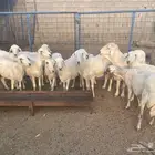 غنم حريه دفيع جروم وصحة ونظافه