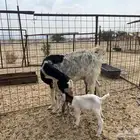 عنز هولنديه خلفه