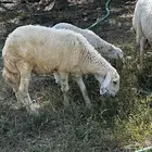 رخال غنم ضان مع الفحل للبيع رجال المع عسير