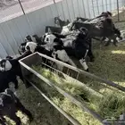 تيوس وطليان