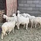 اثنين خرفان وست رخال تربيه