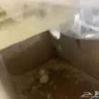 ببغاء كروان هولندي منتج