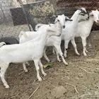ذبايح   .. تم البيع
