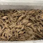 عود تايجر فيتنامي درجة اولى للبيع