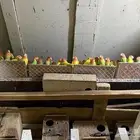عصافير روز جميلا وجميع اللوان