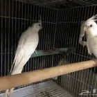 عدد اثنين كروان