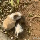 وبر بلدي للبيع