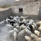 ماعز العدد 60رأس منها 5فحول 2 صنف و3 عايد المجموع  60راس