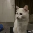 قطة للتبني