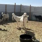 للبيع معزا دفع واحد حاصب واحد دفع شهرين