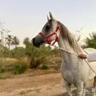 فرس مصرية بيور (مبيوع)