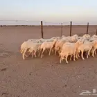 غنم حريات العدد 31 تحتها 11