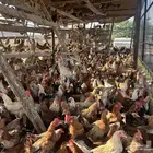 دجاج جملة اقل سعر