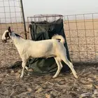 مشروع فحل بيشي