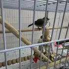 بلبل للتبني تم التبني