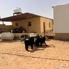 تيوس