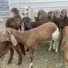 سواكن للبيع تربيه