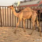 قعدان
