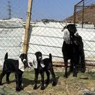 عنز عارضيه صنف والد تحتها تيس وجفره