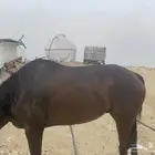 حصان انجلزي