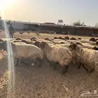 غنم نعيمي