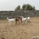 ماعز دفيع