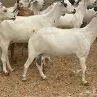 معزا جنوبيات مراح واحد دفيع وحليب معزا طيب ماشاءالله