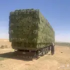 برسيم