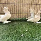 زوج كرنقو ليمون