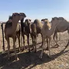 قعدان