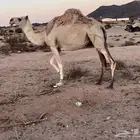 ناقه متلي للبيع