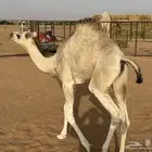 حاشي بكره فل شحم 5 شهور حليب برسيم و شعير