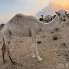 نياق
