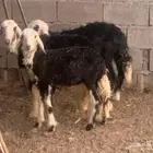 للبيع 3 رخال نجد تربيه