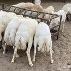 رفيدي