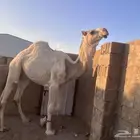 قعود لقي ساسه طيب