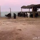 معزا عوارض تم البيع