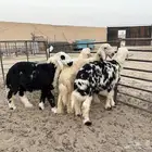هرافي نجد طيبه عدد 4 سومها 1200