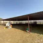 شبوك و معدات زريبه مواشي